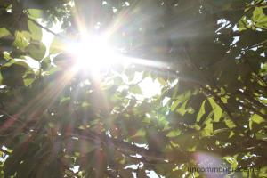 UG Sun through Trees