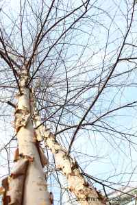 UG Winter River Birch